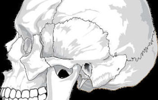 Skull skeleton